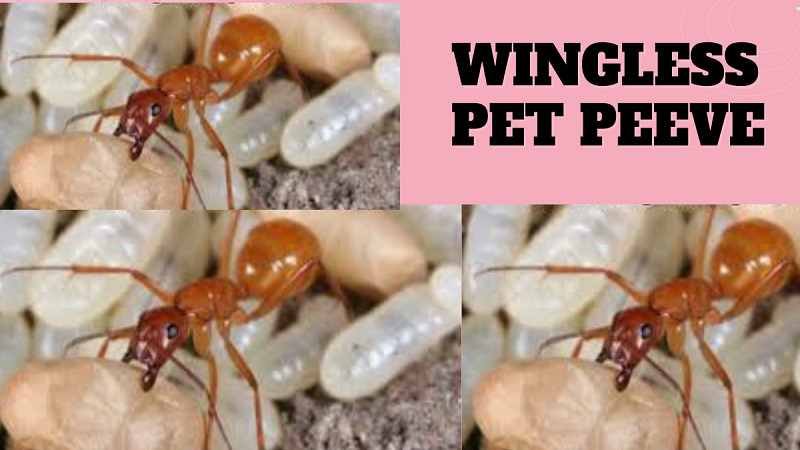 Wingless Pet Peeve: Understanding, Managing, and Overcoming Persistent Irritations